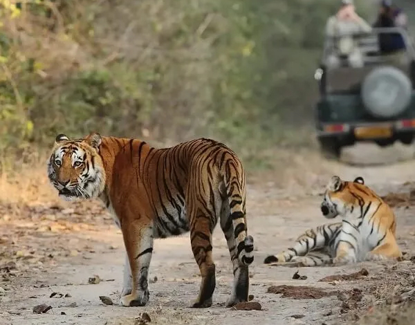 Rajasthan Wildlife Tour