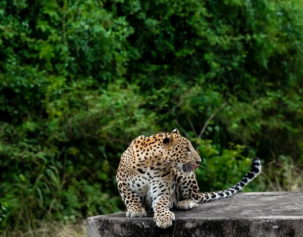 Jhalana Leopard Safari Park