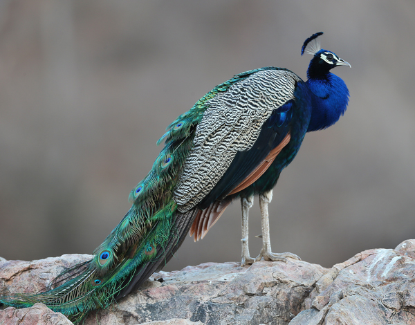 Online Safari Booking Ranthambore