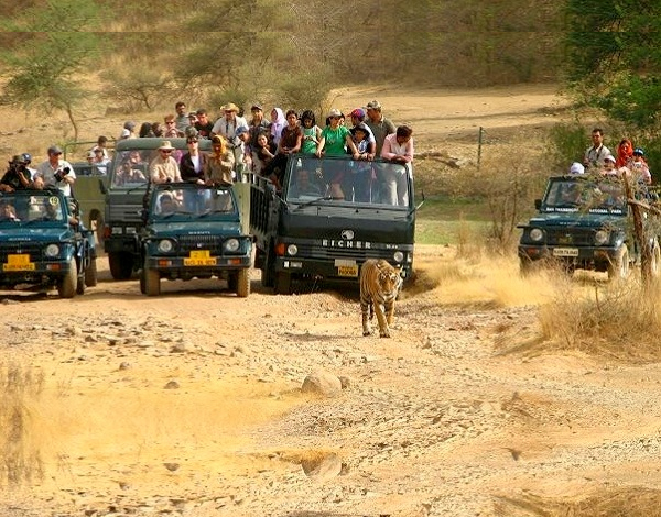 safari in ranthambore