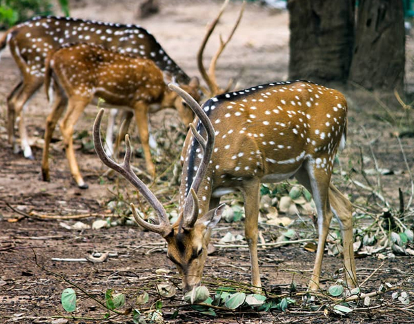ranthambore tour packages